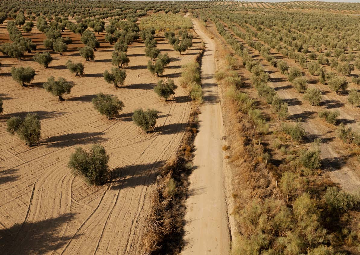 Luftaufnahme der Olivenhaine der Finca La Moncloa
